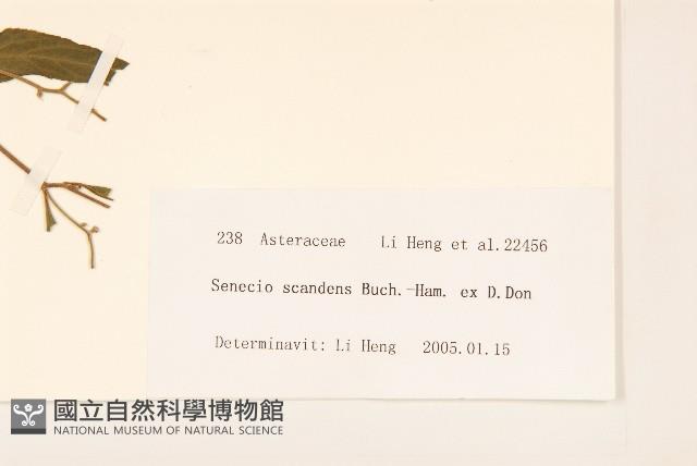 蔓黃菀藏品圖，第3張