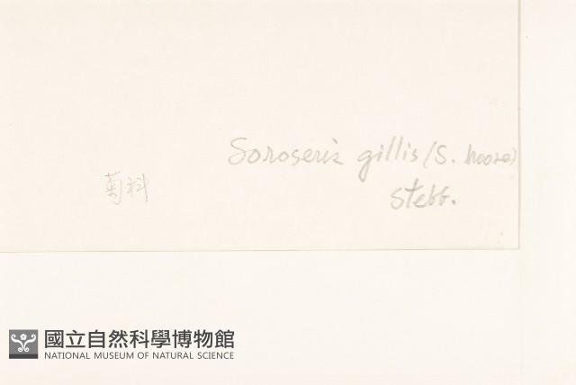 金沙絹毛菊藏品圖，第3張