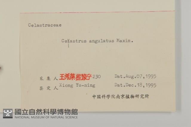 苦皮藤藏品圖，第3張