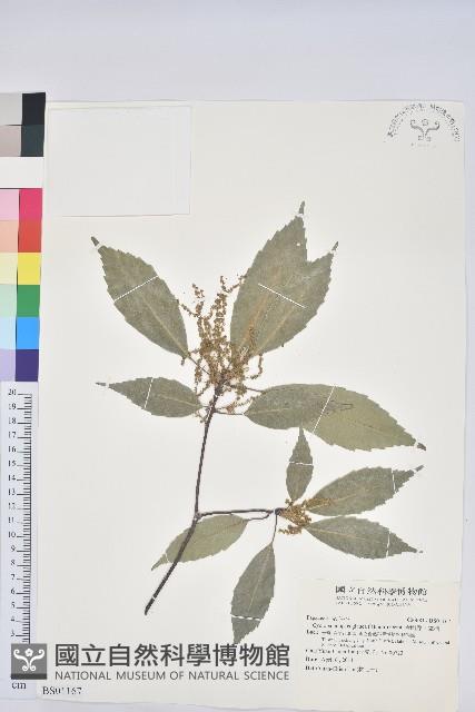 盒果藤藏品圖，第3張