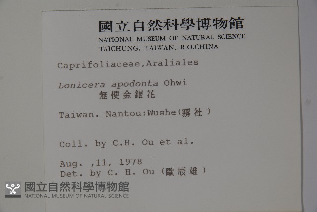 無梗忍冬藏品圖，第2張