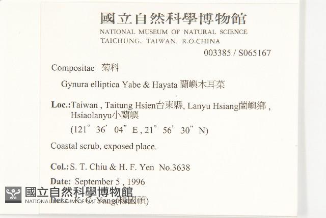 蘭嶼木耳菜藏品圖，第2張