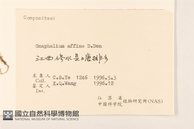 鼠麴草藏品圖，第3張