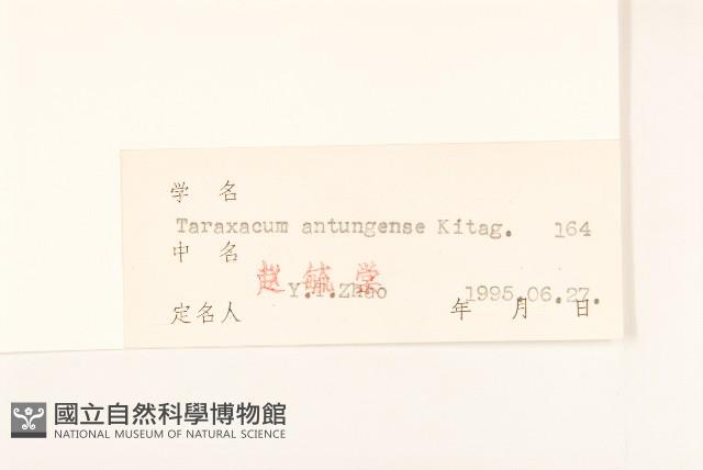 丹東蒲公英藏品圖，第3張