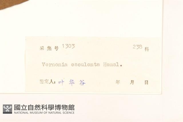 斑鳩菊藏品圖，第3張