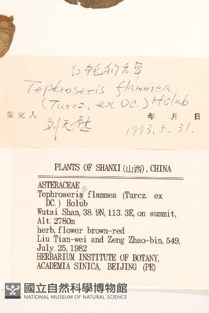 紅輪狗舌草藏品圖，第3張