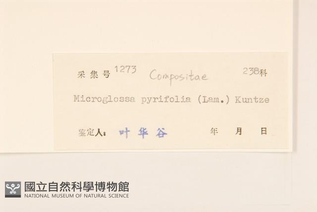 小舌菊、蔓綿菜藏品圖，第3張