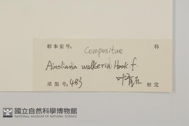 狹葉兔兒風藏品圖，第3張