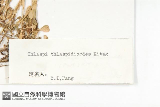 山菥蓂藏品圖，第3張