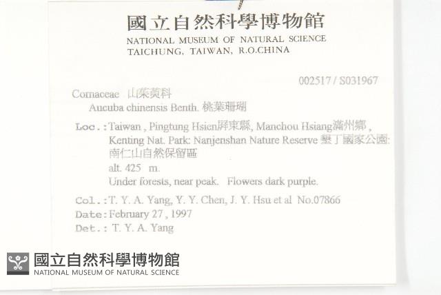 桃葉珊瑚藏品圖，第2張