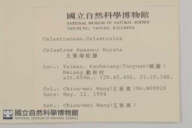 大葉南蛇藤藏品圖，第2張