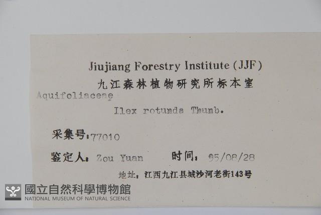 鐵冬青藏品圖，第2張