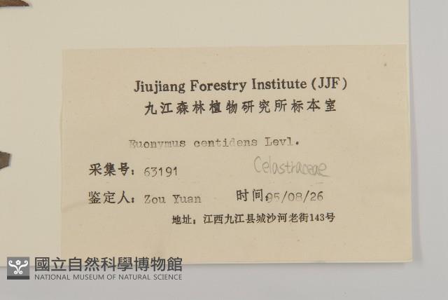 百齒衛矛藏品圖，第3張