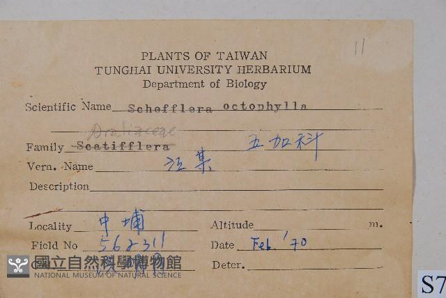 鵝掌柴、江某、鴨腳樹藏品圖，第2張
