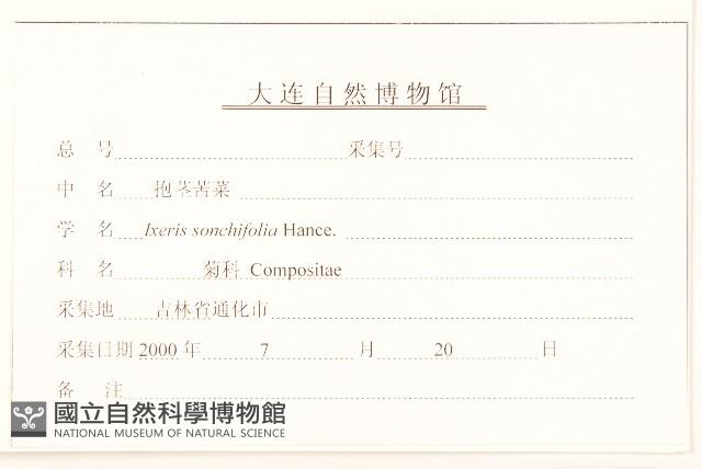 抱莖苦菜藏品圖，第3張