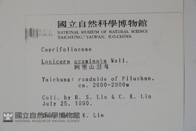 阿里山忍冬、漸尖葉忍冬藏品圖，第2張