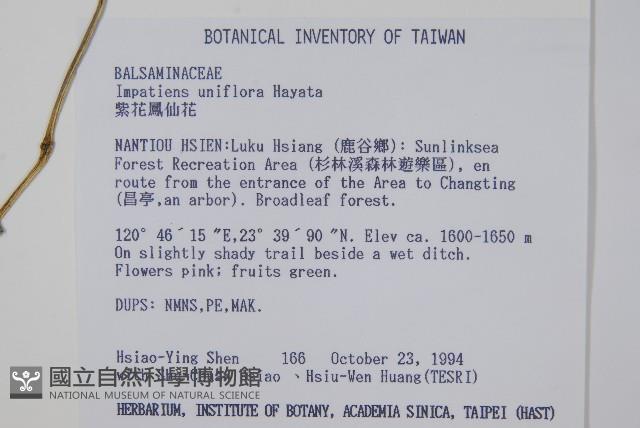 紫花鳳仙花藏品圖，第2張