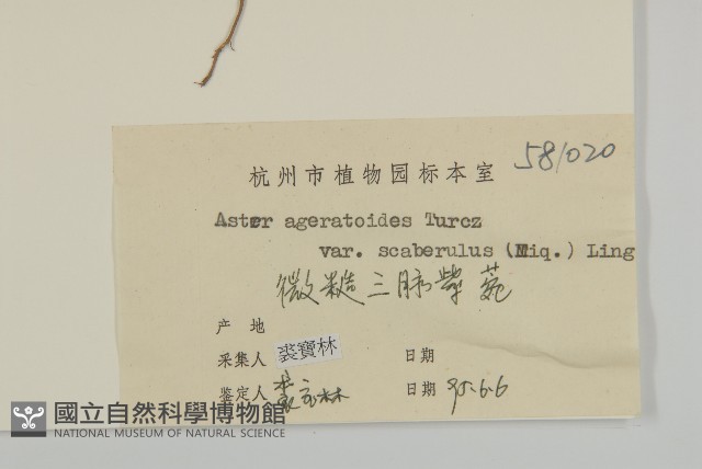 微糙三脈紫菀藏品圖，第3張