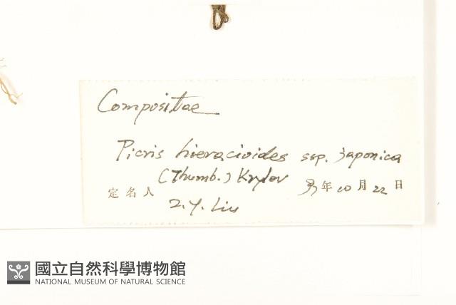 毛蓮菜藏品圖，第3張