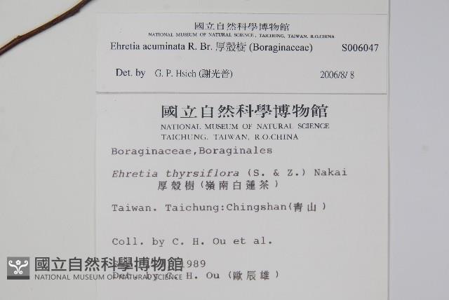 厚殼樹藏品圖，第2張