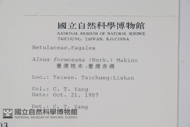 臺灣赤楊、臺灣榿木藏品圖，第2張
