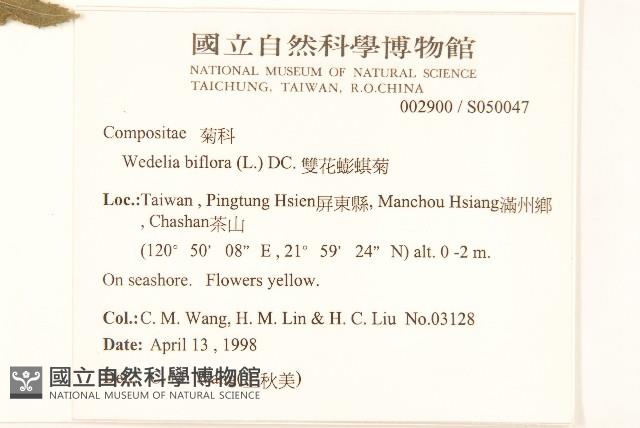 雙花蟛蜞菊藏品圖，第2張