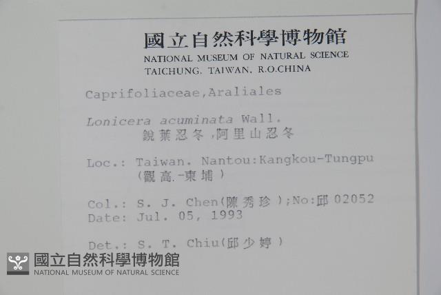 阿里山忍冬、漸尖葉忍冬藏品圖，第2張