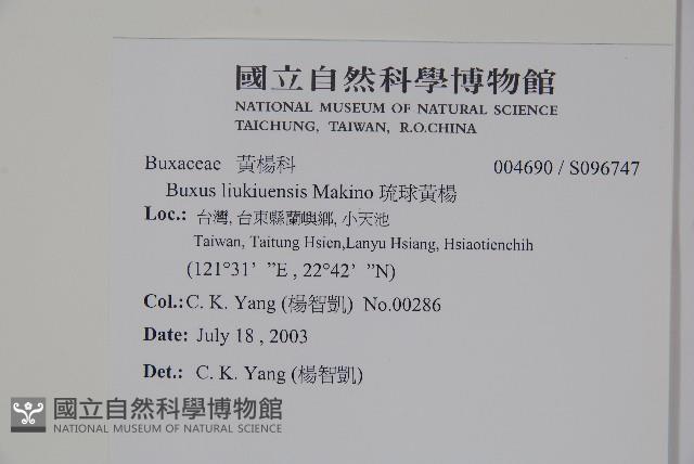 琉球黃楊藏品圖，第2張