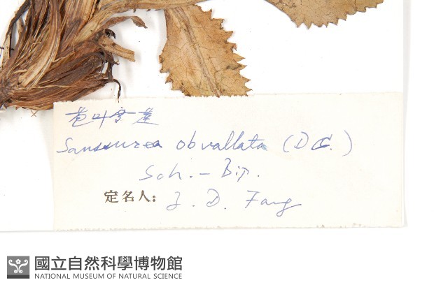 苞葉風毛菊藏品圖，第3張