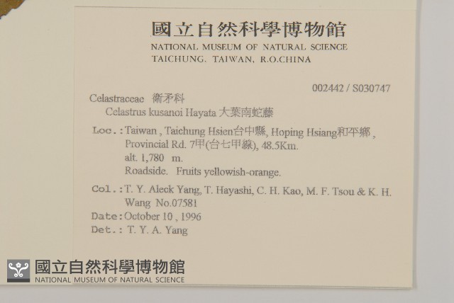 大葉南蛇藤藏品圖，第2張