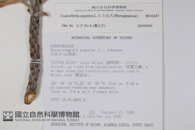 白水木藏品圖，第2張