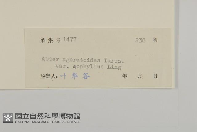 卵葉紫菀藏品圖，第3張