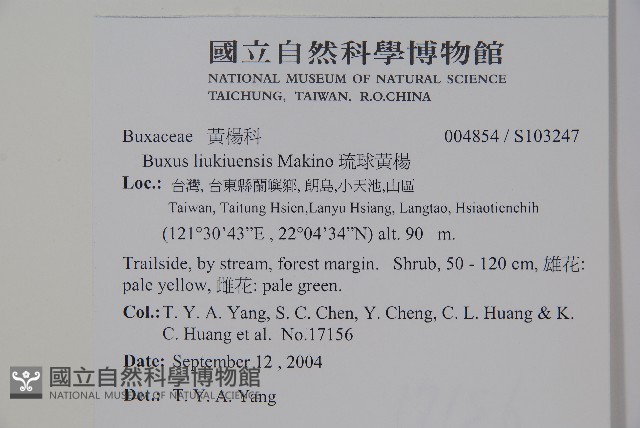 琉球黃楊藏品圖，第2張