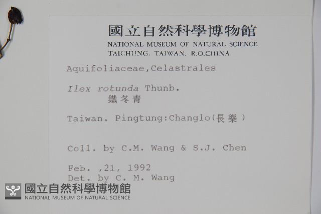 鐵冬青藏品圖，第2張