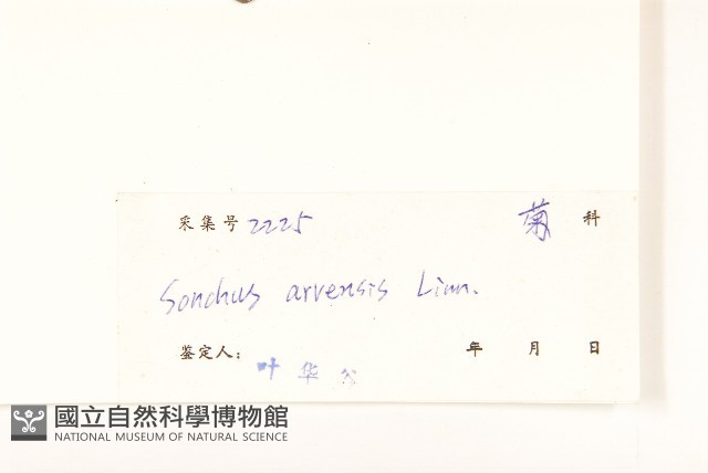 苦苣菜藏品圖，第3張