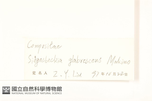 毛梗豨薟藏品圖，第3張