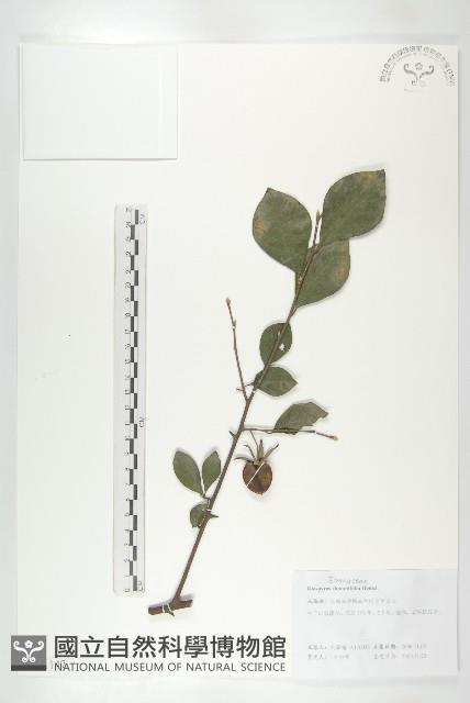 菱葉柿藏品圖，第3張