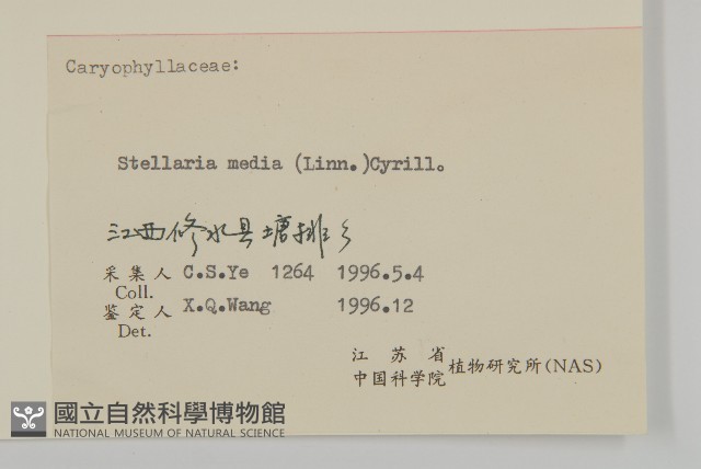 繁縷藏品圖，第3張