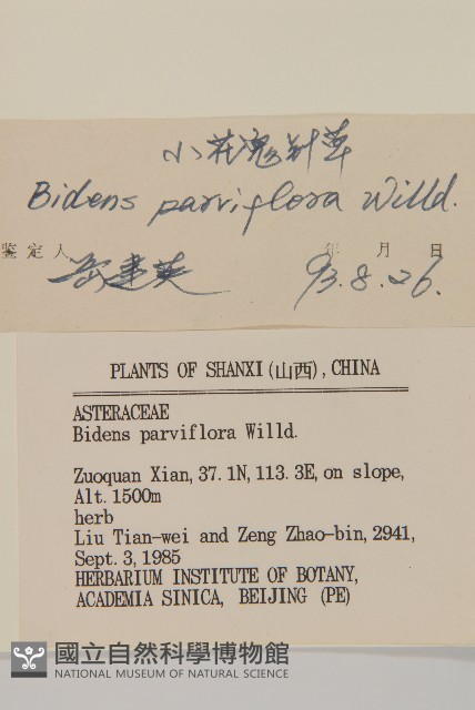 小花鬼針草藏品圖，第3張
