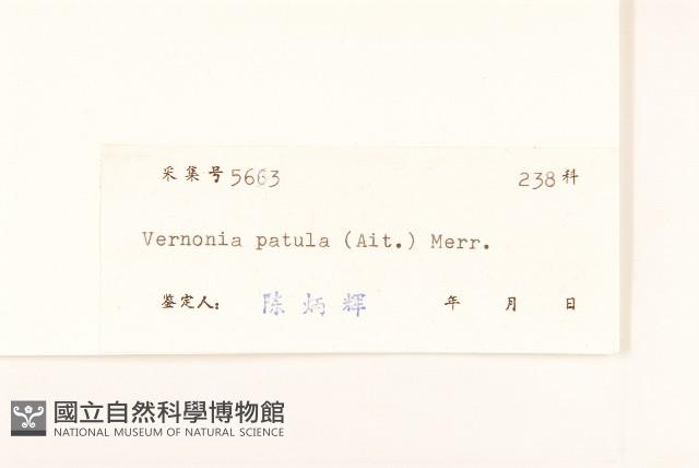 嶺南野菊藏品圖，第3張