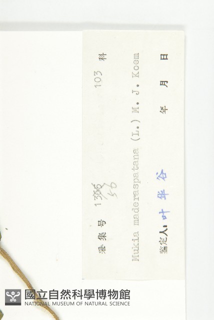 天花藏品圖，第3張