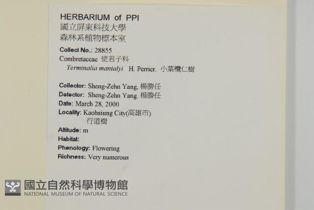 小葉欖仁藏品圖，第3張