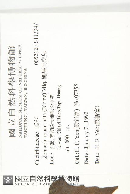 黑果馬交兒藏品圖，第2張