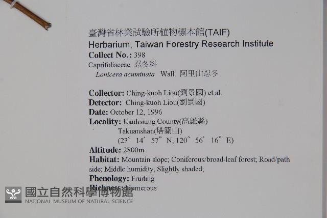 阿里山忍冬、漸尖葉忍冬藏品圖，第2張