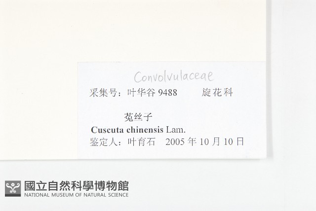 中國菟絲子藏品圖，第3張