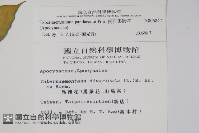 南洋馬蹄花藏品圖，第2張