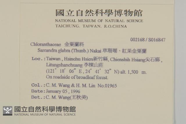 草珊瑚、紅果金粟蘭藏品圖，第2張