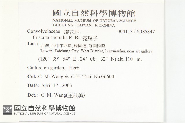 菟絲子藏品圖，第2張