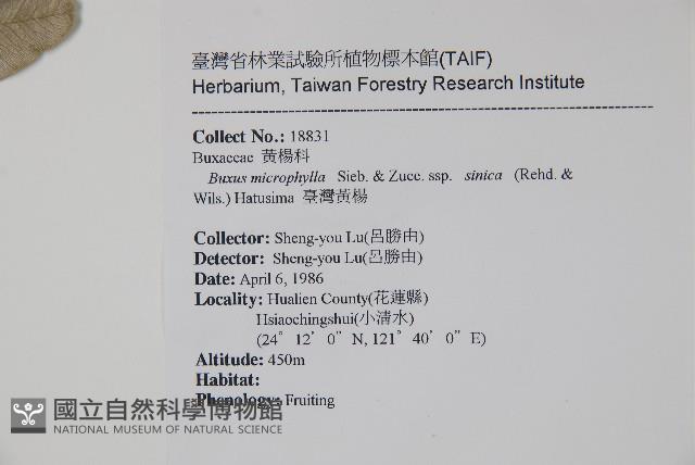 黃楊藏品圖，第2張