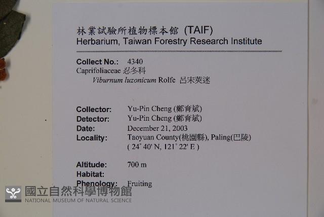 呂宋莢迷藏品圖，第2張